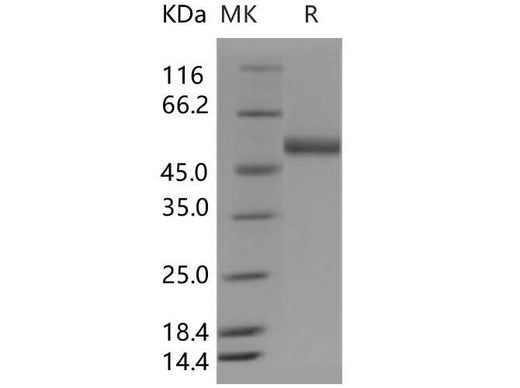 > 97 % as determined by reducing SDS-PAGE.