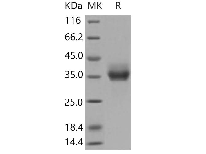 > 96 % as determined by reducing SDS-PAGE.