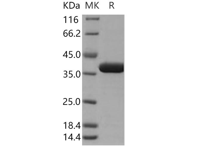 > 97 % as determined by reducing SDS-PAGE.
