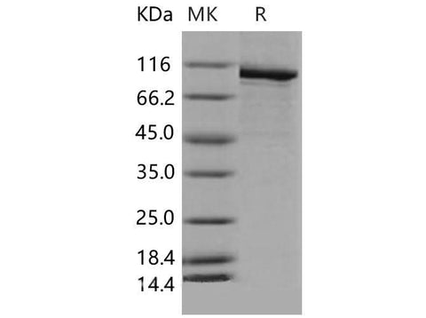 > 85 % as determined by reducing SDS-PAGE.