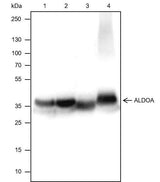 Anti-Human/Rat/Mouse ALDOA Antibody [A126]