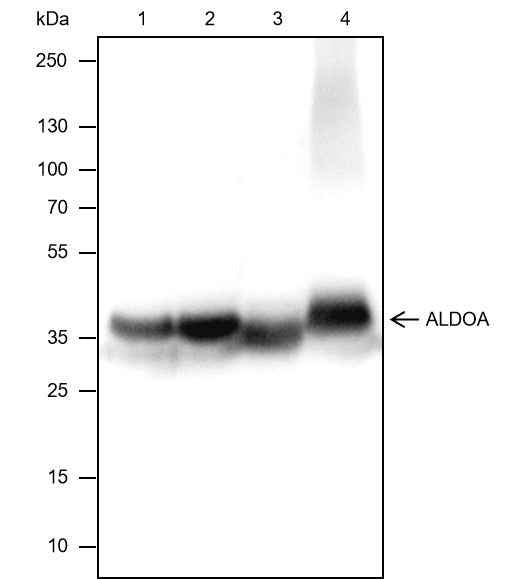 Anti-Human/Rat/Mouse ALDOA Antibody [A126]