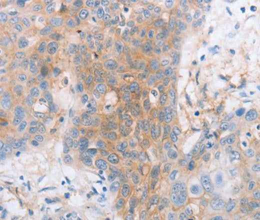 Anti-Human CD85d Antibody