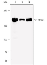 Anti-Human/Rat/Mouse PLCG1 Antibody [A717] - ABMIUM