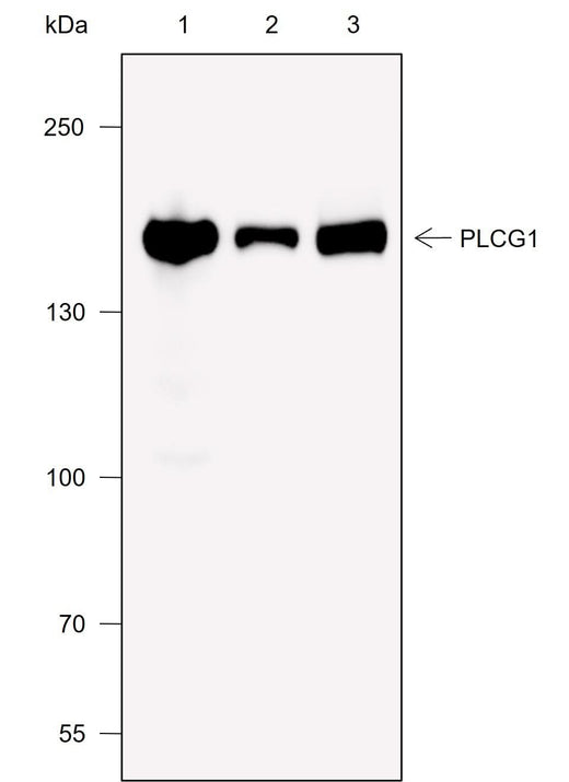 Anti-Human/Rat/Mouse PLCG1 Antibody [A717] - ABMIUM