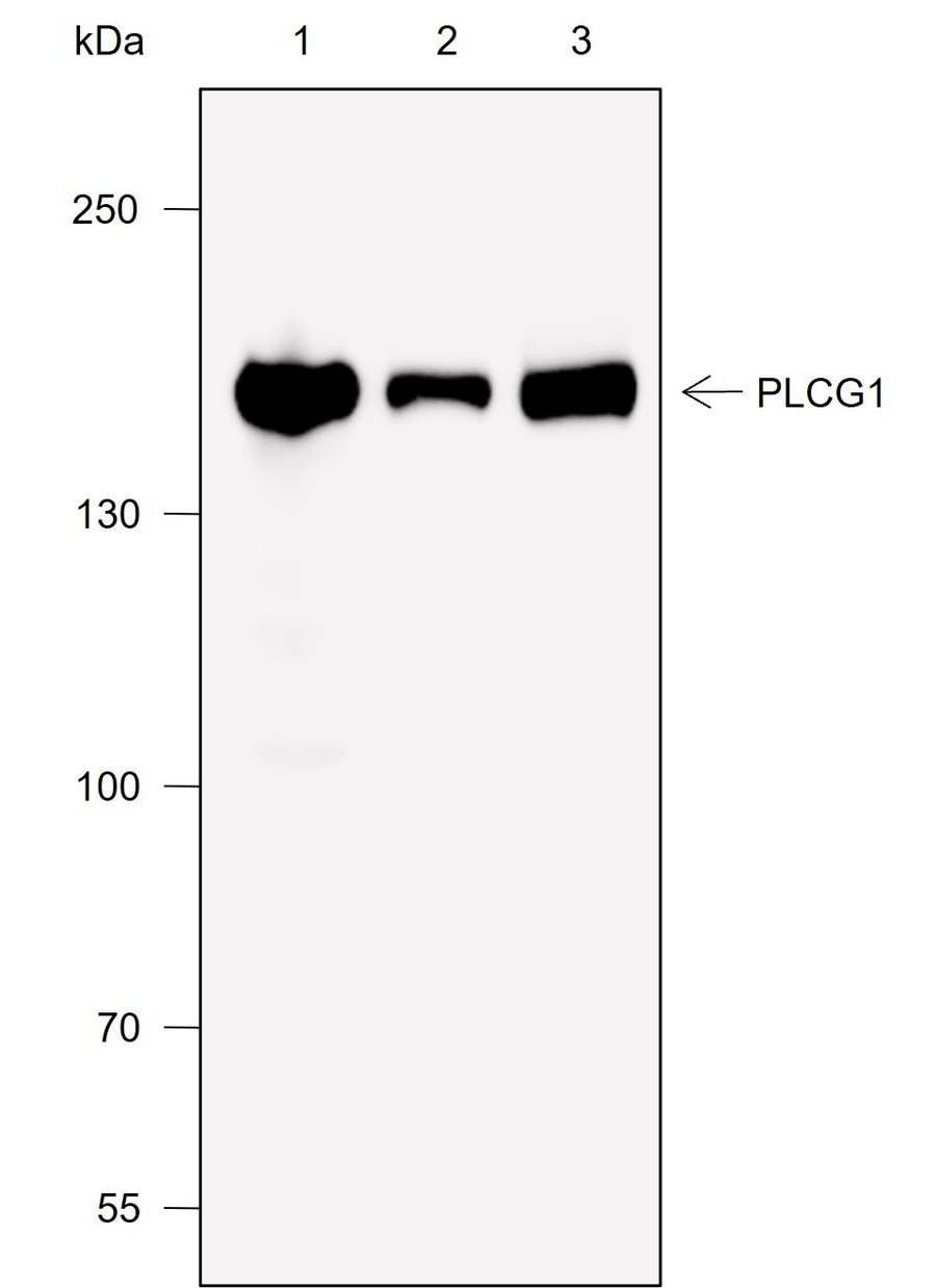 Anti-Human/Rat/Mouse PLCG1 Antibody [A717] - ABMIUM