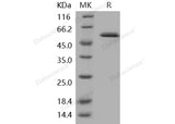 > 95 % as determined by reducing SDS-PAGE.