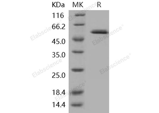> 95 % as determined by reducing SDS-PAGE.