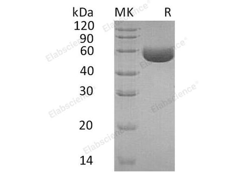 > 95 % as determined by reducing SDS-PAGE.