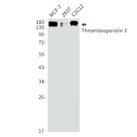 Western blot detection of Thrombospondin 1 in MCF-7,293T,C2C12 cell lysates using Thrombospondin 1 Rabbit mAb(1:1000 diluted).Predicted band size:130kDa.Observed band size:170kDa.