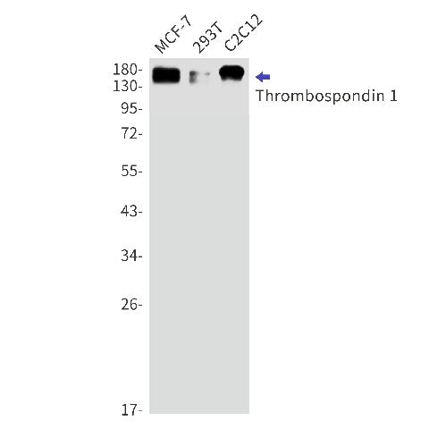 Western blot detection of Thrombospondin 1 in MCF-7,293T,C2C12 cell lysates using Thrombospondin 1 Rabbit mAb(1:1000 diluted).Predicted band size:130kDa.Observed band size:170kDa.