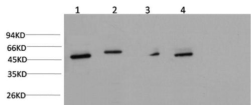Western Blot analysis of Jurkat, Hela, Mouse brain, Rat brain using gamma Tubulin Monoclonal Antibody at dilution of 1:1000.