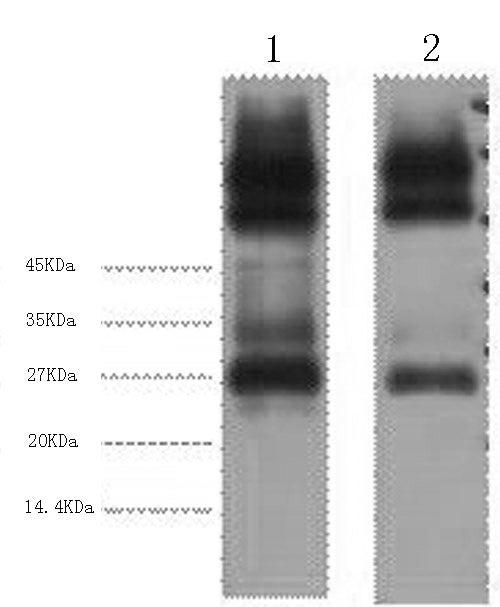 Western Blot analysis of 1) Mouse spleen 2) Rat spleen using EFHD1 Monoclonal Antibody at dilution of 1:3000.