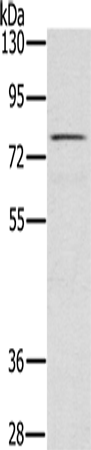 Anti-Human/Mouse TAB3 Antibody - ABMIUM