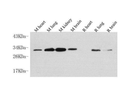 Western Blot analysis of various samples using PDGFB Polyclonal Antibody at dilution of 1:1000.