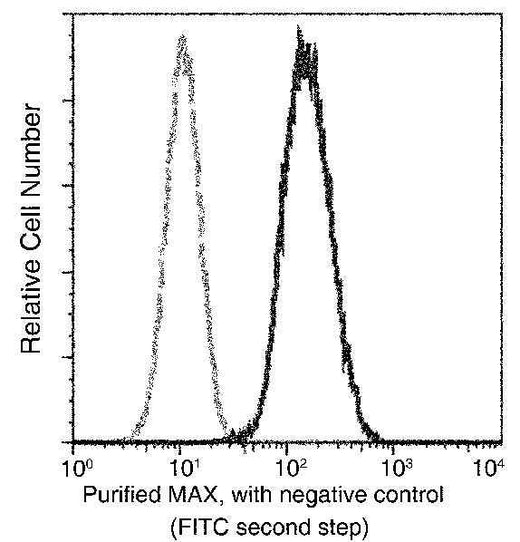 Anti-Human MAX Antibody [B181] - ABMIUM