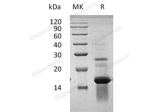 Recombinant Human Amphiregulin/AREG Protein - ABMIUM