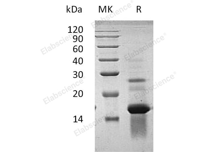 Recombinant Human Amphiregulin/AREG Protein - ABMIUM