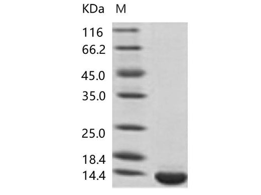 > 95 % as determined by reducing SDS-PAGE.