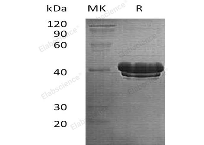 > 90 % as determined by reducing SDS-PAGE.