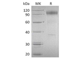 > 90 % as determined by reducing SDS-PAGE.