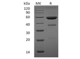 > 85 % as determined by reducing SDS-PAGE.