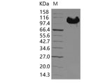 > 95 % as determined by reducing SDS-PAGE.