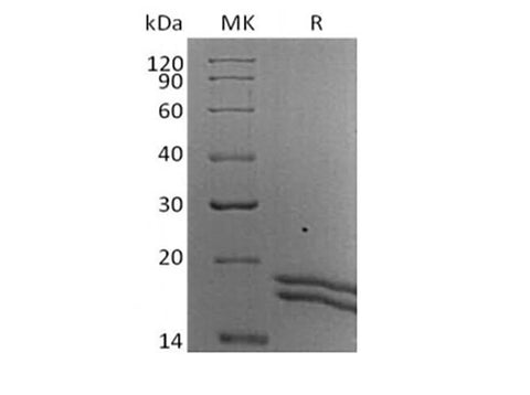 > 90 % as determined by reducing SDS-PAGE.