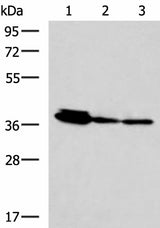 Western blot analysis of HepG2 A172 and A549 cell lysates using EEF1D Polyclonal Antibody at dilution of 1:800