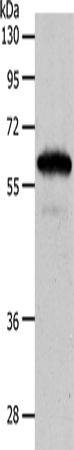 Anti-Human/Mouse INA Antibody - ABMIUM
