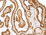 Anti-Human/Mouse SAXO2 Antibody - ABMIUM