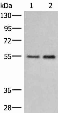 Anti-Human/Rat HTRA4 Antibody