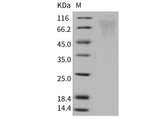 > 90 % as determined by reducing SDS-PAGE.