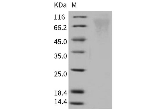 > 90 % as determined by reducing SDS-PAGE.