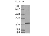 > 90 % as determined by reducing SDS-PAGE.
