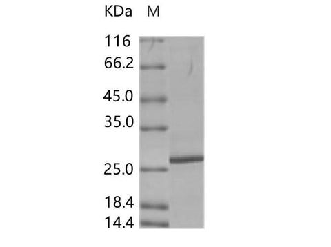 > 90 % as determined by reducing SDS-PAGE.