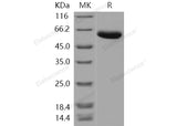 > 97 % as determined by reducing SDS-PAGE.
