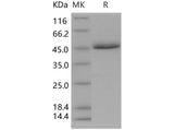 > 95 % as determined by reducing SDS-PAGE.
