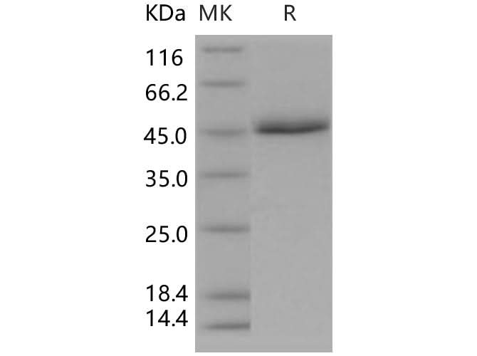 > 95 % as determined by reducing SDS-PAGE.