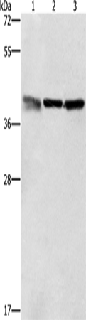 Anti-Human ZFP42 Antibody - ABMIUM