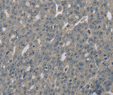 Anti-Human EDN1 Antibody - ABMIUM