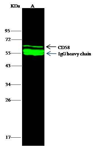 Anti-Human CD58 Antibody [B169] - ABMIUM