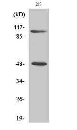 Western Blot analysis of 293T cells using NFκB-p105/p50 Polyclonal Antibody at dilution of 1:500.