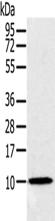 Anti-Human/Mouse NDUFA2 Antibody - ABMIUM