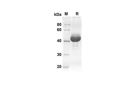 SDS-PAGE analysis of Human CDNF proteins, 2 μg/lane of Recombinant Human CDNF proteins was resolved with an SDS-PAGE under reducing conditions, showing bands at 45.4 kDa.