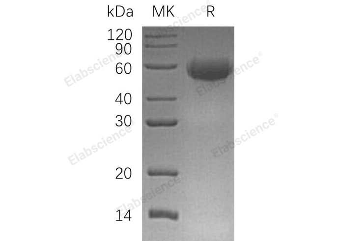 > 95 % as determined by reducing SDS-PAGE.