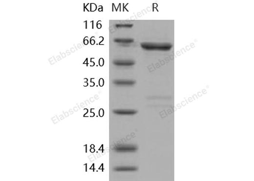 > 90 % as determined by reducing SDS-PAGE.
