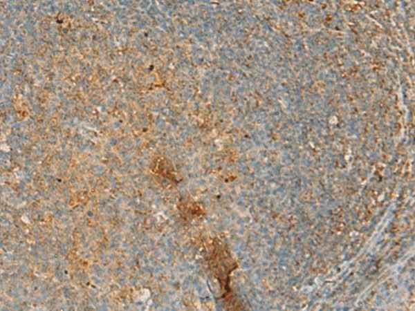 Anti-Human ERAL1 Antibody