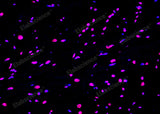 Paraffin embedded rat heart was treated with DNase I to fragment the DNA. DNA strand breaks showed intense fluorescent staining in DNase I treated sample (red). The cells were counterstained with DAPI (blue).This photo was taken by confocal microscope.