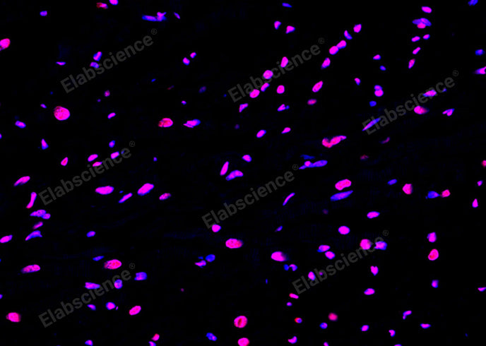 Paraffin embedded rat heart was treated with DNase I to fragment the DNA. DNA strand breaks showed intense fluorescent staining in DNase I treated sample (red). The cells were counterstained with DAPI (blue).This photo was taken by confocal microscope.